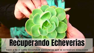 Recuperando Echeverias que se estiraron demasiado + actualización de sustrato #VIDEOXL