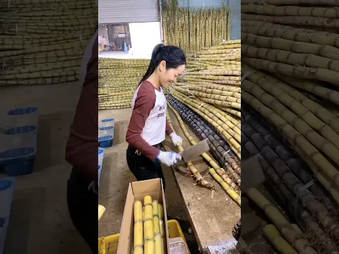 Fresh Cut Sugarcanes #satisfying #shot