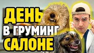 День в груминг-салоне: #шпиц-людоед//бритый #йорк//стационар