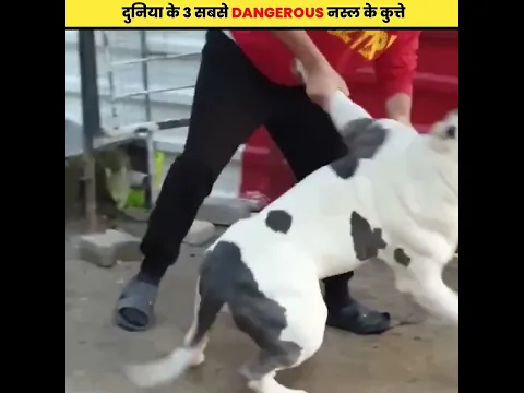 दुनिया के 3 सबसे खोंखार नस्ल के कुत्ते 😱 | Most Dangerous Dog In The World | #shorts