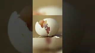 Nuôi quả trứng này
