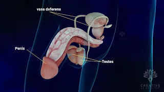 Male reproductive system parts and functions | Sperm formation process| Bulbourethral gland