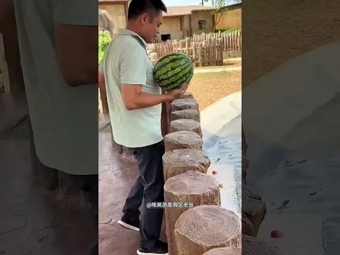 Homem Gentil deu uma Melancia para o Hipopótamo 🦛🍉