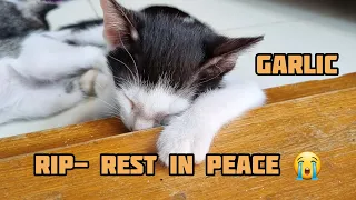 RIP - Garlic | We are really sorry🙌😭 unable to save her😥 #cat #shorts #youtubeshorts