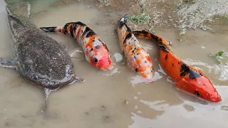 Menemukan Ikan Koi Asli, Ikan Lele, Ikan Mas, Ikan Hiu, Ikan Barakuda, Gurita, Kepiting [Part599]