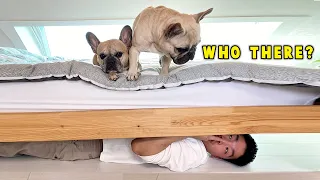 Hiding From My Dogs Under My Bed | Funny Dog Reaction