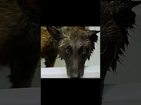 Помогли собачке #врек