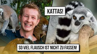 Zu Besuch bei unseren KATTAS auf der Terrasse!