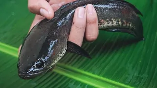Mancing Ikan Channa Ekstrem: Saat Jari Tangan Hampir Diburu Predator!
