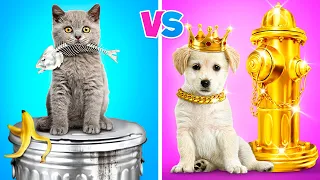 Perro Rico VS Gato Pobre | Mi Perro Dirige un Juego del Calamar