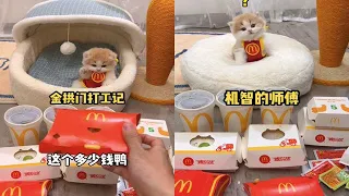 【小奶貓成長記】小貓咪打工記
