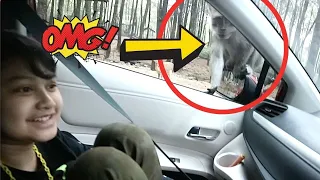 Ada Monyet Nakal di Prigen❗