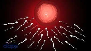 The Journey of Life: Fertilization Process Explained (3D Animation)