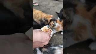 Alimentado Gatitos abandonados 😭 #gatos #cats #rescate