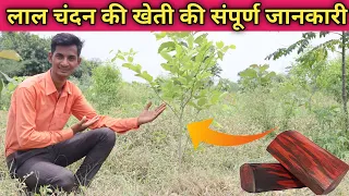 😲 लाल चन्दन से करोड़ों की कमाई! // Lal Chandan Ki Kheti //How to Do Sandalwood farming