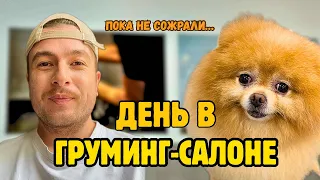Уютный день в груминг-салоне | Спокойная рутина с собаками