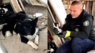 Abandoned mama dog leads us to her babies | Dog Rescue Shelter