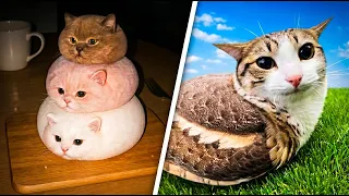 cats acting suspicious
