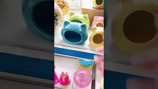 Combo chuột Hamster Bear &vật dụng toàn màu xanh LoHa Pet Shop