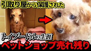 【引き取り屋　ﾄｲﾌﾟｰﾄﾞﾙ　大量生産】ペットショップ売れ残りのトイプードル幸ちゃんの生涯　ﾀﾞｲｼﾞｪｽﾄ