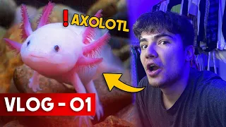 AXOLOTL ALDIMMM ! ( Yeni Bebeğim ) - VLOG 01