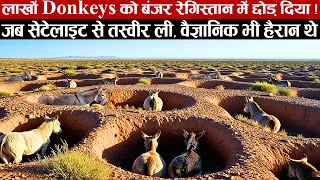 रेगिस्तान में लाखों गधों को छोड़ा, 10 साल बाद जो हुआ वो एक चमत्कार है