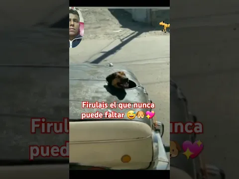 Firulais nunca puede faltar 💖😅 #firulais #perritos #perros #dog #cachorrosdivertidos #memes