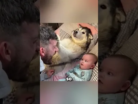 This Dog Acts Like The Babys Bodyguard 🐶👶❤️