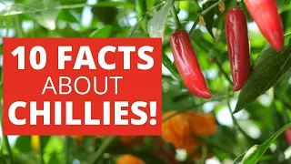 10 Things You Didn't Know About Chilli Peppers!