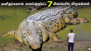 இதுவரை பார்த்திடாத 7 மிகப்பெரிய மிருகங்கள் | Biggest Animals Ever Captured