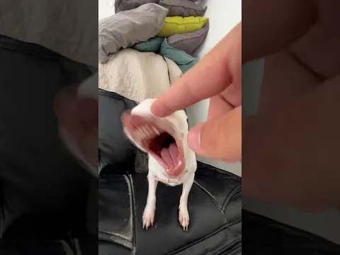 Who loves the Kuchi Kuchi??? #mreviatar #chiuahua #nikiozeri #angrychihuahua #animals