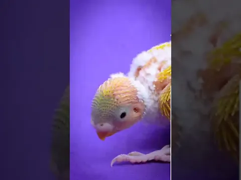 30 Day Budgie Timelapse & Grow stages