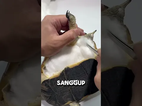 Dia ingin membuat kura-kuranya abadi.#shortvideo