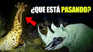 Unnatural Habitat: algo le está pasando a los animales...