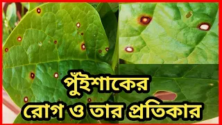 পুঁইশাক গাছের রোগ ও প্রতিকার ।। পুঁই গাছের রোগ ।। Malabar Spinach disease and control ।।