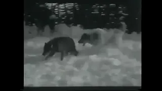 qeni i Sharrit përballet me ujkun - dokumentar i tv Zagrebit dog vs woolf