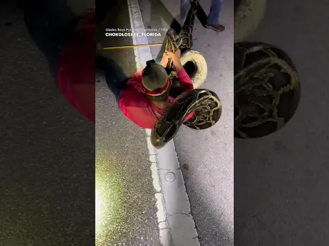 Python hunters wrestle 19-foot-long record-breaking snake #Shorts