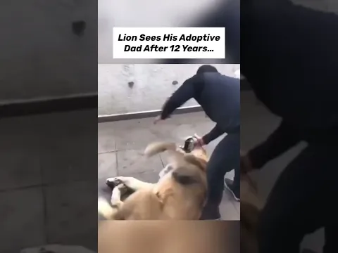 ANIMALS REUNITED WITH OWNERS AFTER YEARS! #shorts