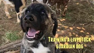 Training a livestock guardian dog basics
