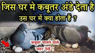 जिस घर में एक कबूतर अंडे देते हैं ?उस घर में क्या होता है,वीडियो को ध्यान से देखें #PigeonStory