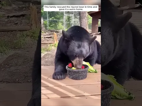 This family rescued the injured bear in time and gave it a warm home #animalshorts #bear