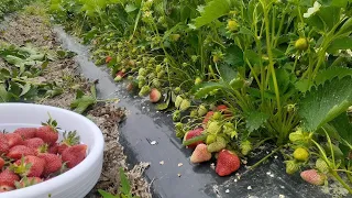 ALBA SORTLI QLUPNAY 1300 KG  TERILDI BIR TERGANDA
