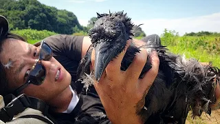 カラスはこうやって食うんだよ