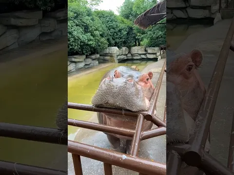 Don’t Play With a Hungry Hippo 🦛🤣