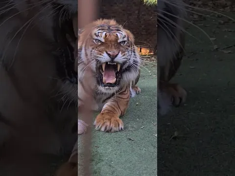 Toughest cat in the world!# Tiger
