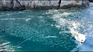 離島の規格外に小魚が沸く海にルアーを投げたらとんでもないことにwww