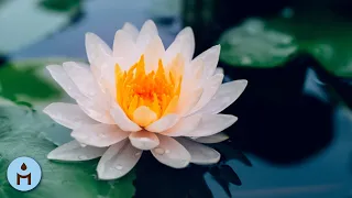 Anti Ansia! Musica Relax Antidepressiva, Canzoni Rilassanti per Benessere, Rilassamento e Calma ❁832