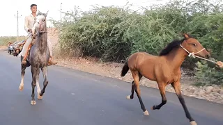 घोड़ो को रेवाल चाल सीखते हुवे देखे // New Horse Training at Bhuj Kutch