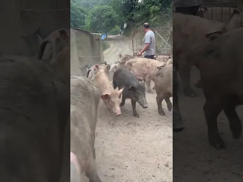 Amazing Open Gate Pig Farming #enjoyrurallife #naturerurallife #rurallife #mycountrylife #pigfarm