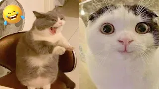 🐱 Funny Cats & Their Helpless Humans – Who’s REALLY in Charge? 😂